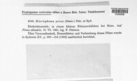 Sphaeropsis sapinea image